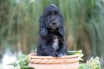 engelse cocker spaniel pups, Dieren en Toebehoren, 8 tot 15 weken, Meerdere, Meerdere dieren, Spaniël