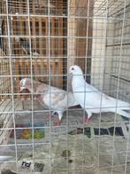 Duiven (Birmingham roller), Dieren en Toebehoren, Meerdere dieren, Tuimelaar of Roller