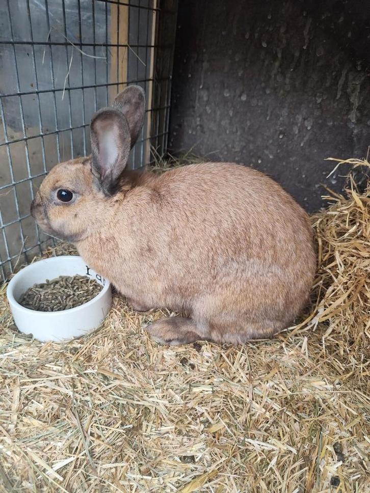 Nieuw huis gezocht voor nina., Dieren en Toebehoren, Konijnen, Middelgroot, Vrouwelijk, 0 tot 2 jaar