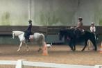 Hele lieve kinder/bixie pony / fokmerrie vol welsh, Dieren en Toebehoren, Merrie, Gechipt, L, B pony (1.17m tot 1.27m)