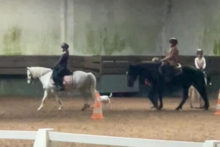 Hele lieve kinder/bixie pony / fokmerrie vol welsh, Dieren en Toebehoren, Pony's, Merrie, L, B pony (1.17m tot 1.27m), 11 jaar of ouder