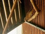 Pop rode kardinaal, Dieren en Toebehoren, Vogels | Overige Vogels, Vrouwelijk, Tropenvogel