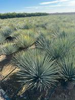 Olijfbomen, Yucca rostrata, Trachicarpus palmen, Tuin en Terras, Planten | Bomen, 100 tot 250 cm, Zomer, Palmboom, Ophalen