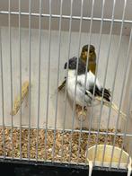 4 Gloster kanaries, Meerdere dieren, Postuurkanarie