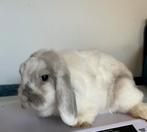 Knappe NHD x Minilop voedster🩷, Dieren en Toebehoren, Konijnen, Vrouwelijk, Dwerg