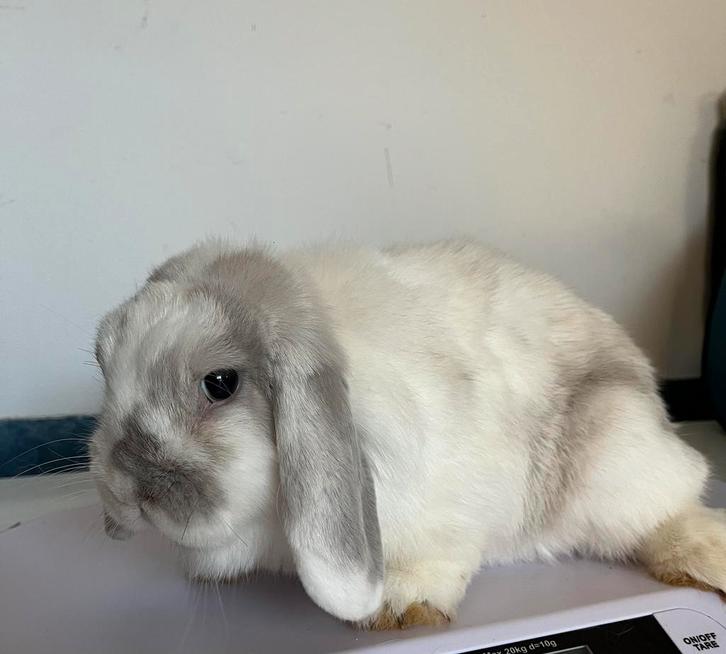 Knappe NHD x Minilop voedster🩷, Dieren en Toebehoren, Konijnen, Dwerg, Vrouwelijk