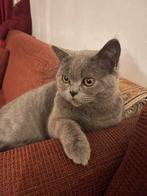 Britse korthaar, Dieren en Toebehoren, Katten en Kittens | Raskatten | Korthaar, 0 tot 2 jaar, Kater, Met stamboom