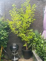 Witte Moerbei Morus Alba Macrophylla - in pot - plm 3 meter, Overige soorten, Lente, 250 tot 400 cm, Ophalen