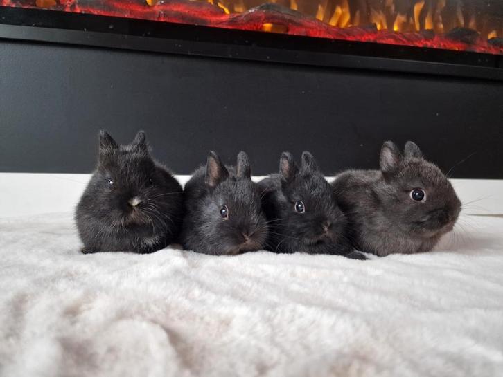 Jonge kleurdwerg konijntjes, Dieren en Toebehoren, Konijnen, Dwerg, Meerdere dieren