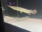 Spotted gar 40/50 cm, Vis