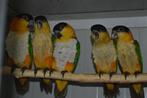1-1 Zwartkopcaiques/papegaaien en een..., Dieren en Toebehoren, Meerdere dieren, Papegaai, Geringd