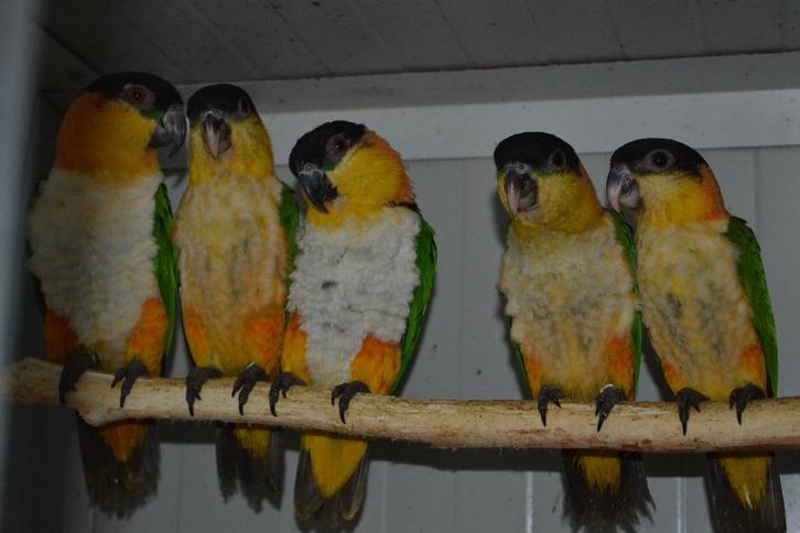 1-1 Zwartkopcaiques/papegaaien en een..., Dieren en Toebehoren, Vogels | Parkieten en Papegaaien, Papegaai, Meerdere dieren, Geringd