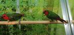 Roodkop papegaaiamadines koppel., Dieren en Toebehoren, Vogels | Overige Vogels, Meerdere dieren