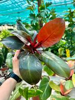 Philodendron McColley’s Final P12, Huis en Inrichting, Kamerplanten, Ophalen of Verzenden, Overige soorten, Minder dan 100 cm