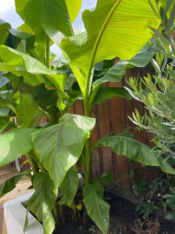 Bananenplant winterhard (Musa Basjoo) beschikbaar voor biedingen