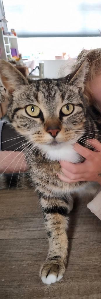 Met spoed nieuw huisje gezocht beschikbaar voor biedingen