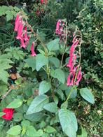 2 x Kaapse fuchsia phygelius vaste plant / struik groot, Tuin en Terras, Planten | Tuinplanten, Volle zon, Vaste plant, Zomer