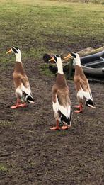 Te koop 2-0 Indische loopeend mannen, Mannelijk, Eend