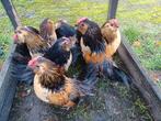 Mooie jonge antwerpse baardkriel haantjes, Dieren en Toebehoren, Pluimvee, Mannelijk, Kip