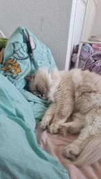 Ragdoll de kater (dekking niet te koop!), Kater, Gechipt, 0 tot 2 jaar