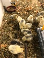 Kuikens, kriel kippen, wyandotte colombia,, Dieren en Toebehoren, Pluimvee, Meerdere dieren, Kip