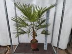 Trachycarpus fortunei - Winterharde Palm, Huis en Inrichting, Kamerplanten, Ophalen, Palm, Halfschaduw, In pot