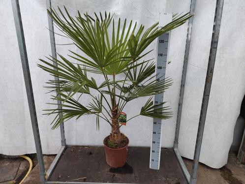 Trachycarpus fortunei - Winterharde Palm, Huis en Inrichting, Kamerplanten, Palm, Minder dan 100 cm, Groene kamerplant, Halfschaduw
