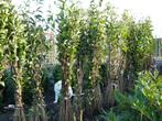 TE KOOP LIGUSTER, Tuin en Terras, Planten | Struiken en Hagen, Ophalen, Liguster, Minder dan 100 cm