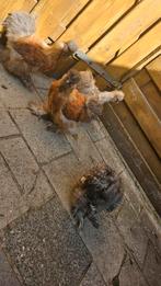 gratis 4 hannen, Dieren en Toebehoren, Pluimvee, Mannelijk, Kip