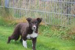 Border collie pups, België, Rabiës (hondsdolheid), 15 weken tot 1 jaar, Collie