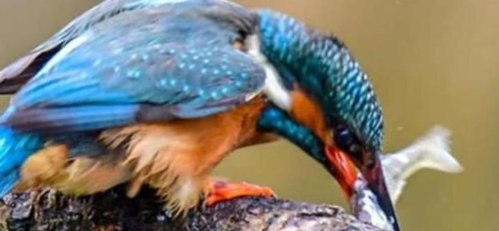 bittervoorn ea kleine vijvervis, Dieren en Toebehoren, Vissen | Vijvervissen, Overige soorten