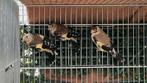 Major putters Distelvink 2025, Dieren en Toebehoren, Vogels | Overige Vogels, Meerdere dieren, Wildzangvogel, Geringd