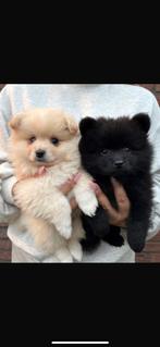 Pomeriaan keeshondpups., Dieren en Toebehoren, Reu, 8 tot 15 weken, Meerdere, Nederland