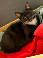Selling a Sweet 1-Year-Old Cat, Dieren en Toebehoren, Katten en Kittens | Overige Katten