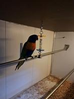 Lorrie van de blauwe bergen man, Dieren en Toebehoren, Vogels | Parkieten en Papegaaien, Mannelijk, Papegaai, Geringd