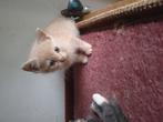 6 leuke kittens, Dieren en Toebehoren, Katten en Kittens | Raskatten | Korthaar, Meerdere dieren, Ontwormd