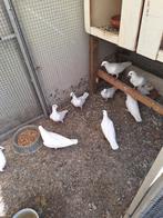 Witte postduiven  te koop, Dieren en Toebehoren, Meerdere dieren, Postduif