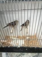 Koppels split opaal roodmus, Meerdere dieren