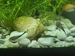 Ancistrus algeneters, Dieren en Toebehoren, Vis