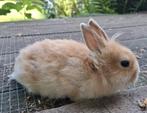 Nestje tamme dwerg konijnen, Dieren en Toebehoren, Konijnen, Vrouwelijk, Dwerg