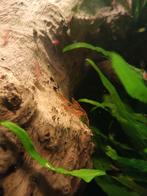 Vuurgarnalen, Kreeft, Krab of Garnaal