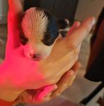 Boomer x chihuahua Pups geboren, Dieren en Toebehoren, Honden | Chihuahua's en Gezelschapshonden, Overige rassen, CDV (hondenziekte)