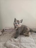 Prachtige Britse korthaar/langhaar x main coon kittens, Dieren en Toebehoren, Katten en Kittens | Raskatten | Korthaar, Meerdere dieren
