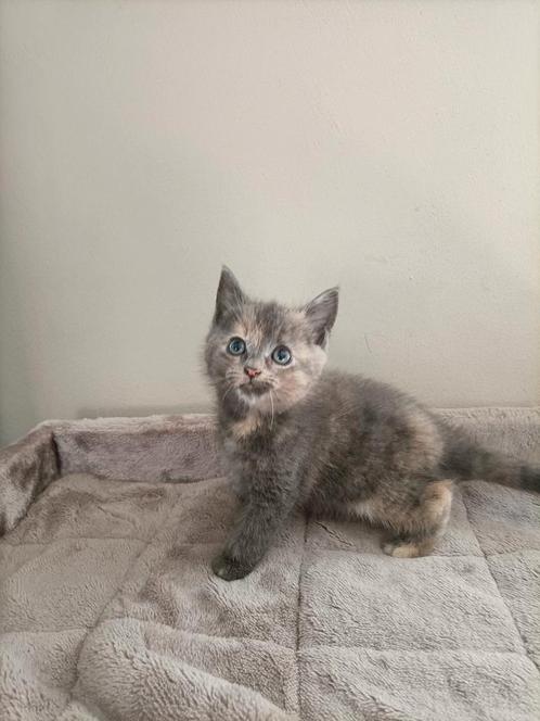 Prachtige Britse korthaar/langhaar x main coon kittens, Dieren en Toebehoren, Katten en Kittens | Raskatten | Korthaar, Meerdere dieren