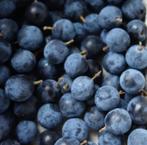 Sleedoorn ‘Wienerwald’, Ophalen of Verzenden, Minder dan 100 cm