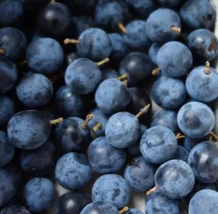 Sleedoorn ‘Wienerwald’, Tuin en Terras, Planten | Fruitbomen, Minder dan 100 cm, Ophalen of Verzenden