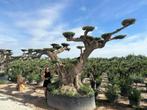Mega bonsai olijfboom / olijfbomen met plateaus's te koop!!, In pot, Olijfboom, Volle zon, 250 tot 400 cm