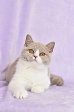Lilac Bicolor Britse Korthaar kater, Poes, Gechipt, 0 tot 2 jaar