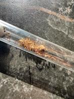 Camponotus nicobarensis mieren kolonie 25/50w, Dieren en Toebehoren, Insecten en Spinnen
