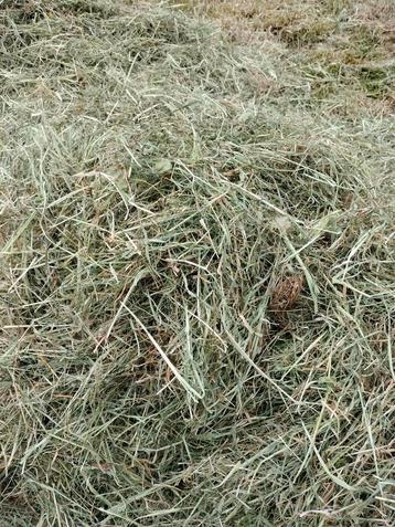 Te koop mooi paarden en koeien voer van licht bemest landt  beschikbaar voor biedingen